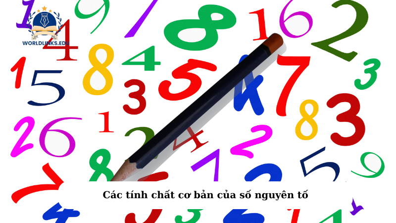 Các tính chất cơ bản của số nguyên tố