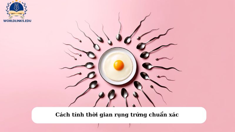 Cách tính thời gian rụng trứng chuẩn xác