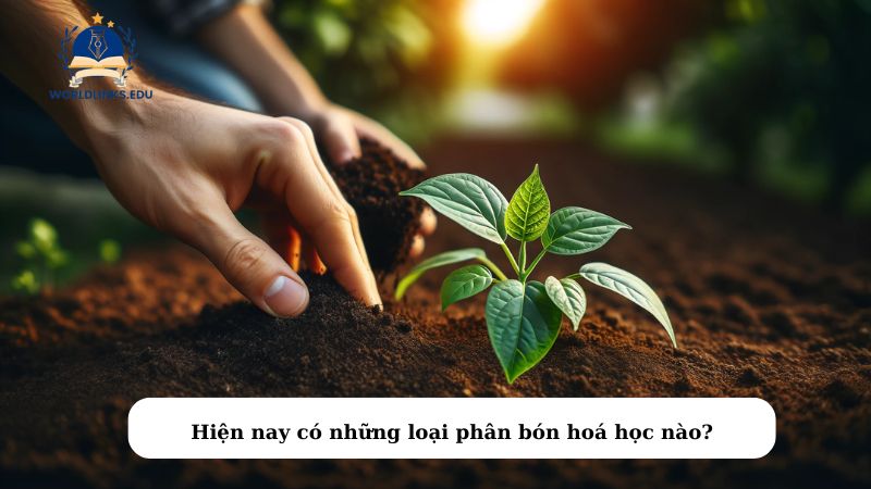 Hiện nay có những loại phân bón hoá học nào?