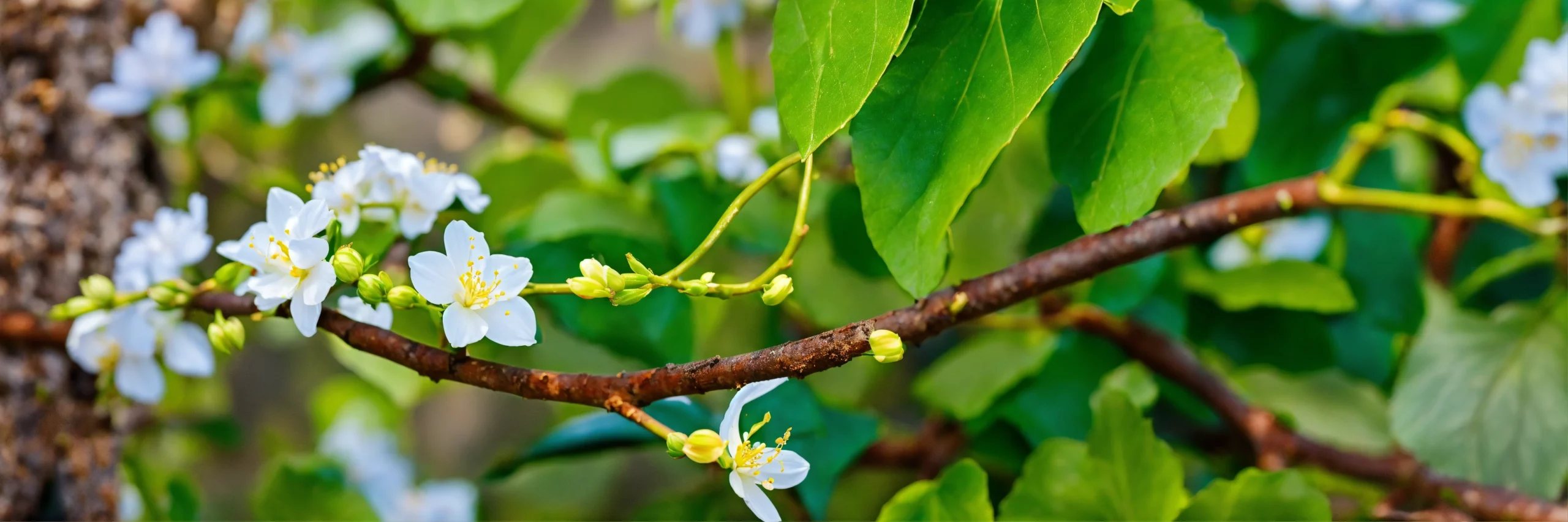 Hoa mai trắng 10