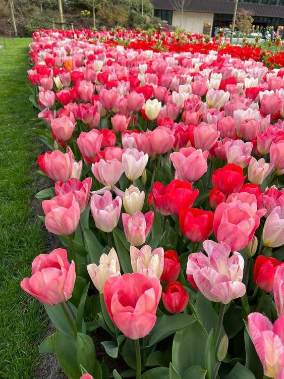 Hoa tulip hồng 23