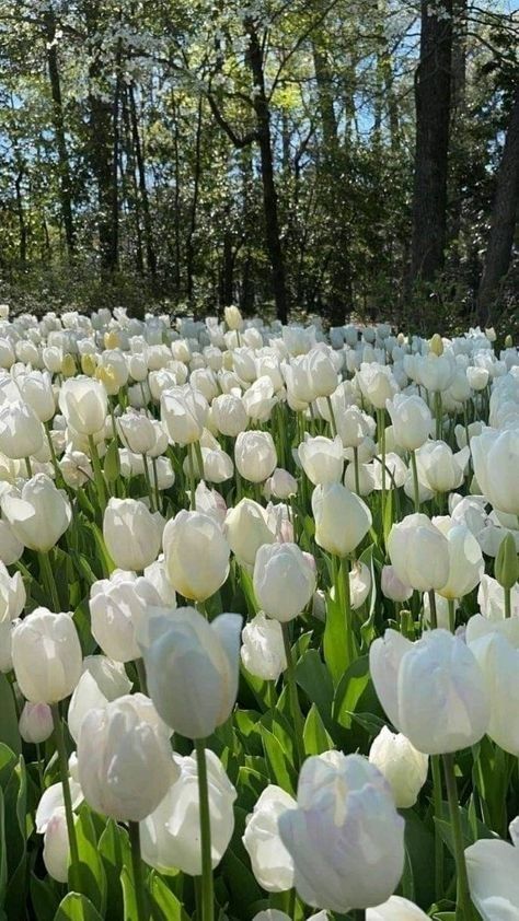 hoa tulip trắng 10