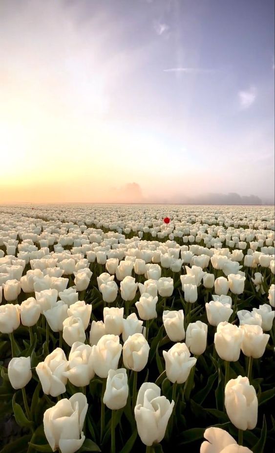 hoa tulip trắng 11