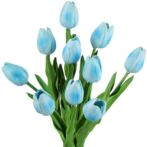 hoa tulip xanh 19