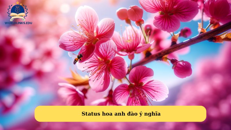 Status hoa anh đào ý nghĩa