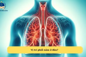 Phổi nằm ở đâu? Nguyên lý và cấu tạo phổi trong hệ hô hấp