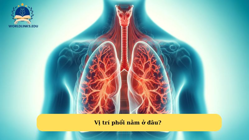 Vị trí phổi nằm ở đâu?